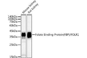 Western blot analysis of extracts of various cell lines, using Folate Binding Protein(FBP) / FOLR1 antibody (ABIN7267223) at 1:1000 dilution.