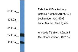 Western Blotting (WB) image for anti-Frataxin (FXN) (Middle Region) antibody (ABIN2783174) (Frataxin Antikörper  (Middle Region))