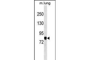 COG7 Antibody (C-term) (ABIN1537568 and ABIN2849955) western blot analysis in mouse lung tissue lysates (35 μg/lane).