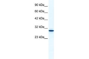 WB Suggested Anti-ANXA5 Antibody Titration:  1. (Annexin V Antikörper  (N-Term))