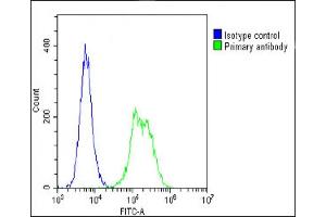 Overlay histogram showing C2C12 cells stained with (ABIN6242660 and ABIN6578661)(green line). (TUBB Antikörper  (AA 46-78))
