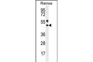 Western blot analysis in Ramos cell line lysates (35ug/lane). (PAX5 Antikörper  (AA 178-207))