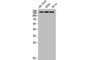 Western blot analysis of SH-SY5Y K562 HELA using RNase III Drosha antibody. (DROSHA Antikörper  (Internal Region))