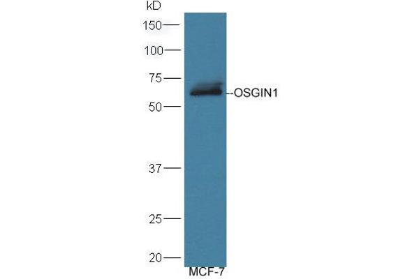 OSGIN1 Antikörper  (AA 351-450)