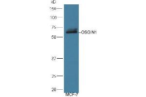 Lane 1: MCF-7 lysates probed with Rabbit Anti-OSGIN1 Polyclonal Antibody, Unconjugated (ABIN713786) at 1:300 overnight at 4 °C. (OSGIN1 Antikörper  (AA 351-450))