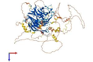 BCAS3 Protein (AA 1-928) (His tag)