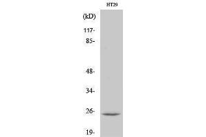 Western Blotting (WB) image for anti-Cell Death-Inducing DFFA-Like Effector B (CIDEB) (Internal Region) antibody (ABIN3174407) (CIDEB Antikörper  (Internal Region))