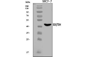 Western blot analysis of SDS using anti-SDS antibody (ABIN7599277).