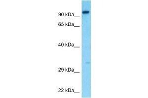Western Blotting (WB) image for anti-Hepatocyte Growth Factor (Hepapoietin A, Scatter Factor) (HGF) (N-Term) antibody (ABIN2781816)