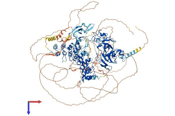 EHMT1 Protein (AA 1-1298) (His tag)