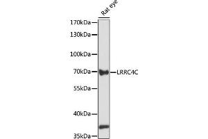 Western blot analysis of extracts of rat eye, using LRRC4C antibody (ABIN7268218) at 1:1000 dilution. (LRRC4C Antikörper  (AA 450-520))