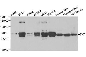 Western blot analysis of extracts of various cell lines, using TKT antibody. (TKT Antikörper  (AA 1-280))