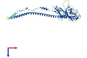 CRLF3 Protein (AA 1-442) (His tag)