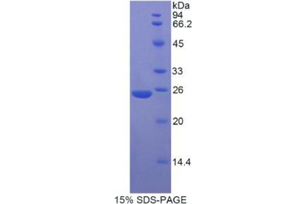 MYH8 Protein