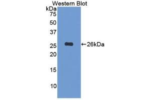Detection of Recombinant FBLN3, Human using Polyclonal Antibody to Fibulin 3 (FBLN3) (FBLN3 Antikörper  (AA 258-493))