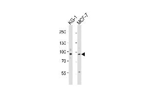 All lanes : Anti-UHRF1 Antibody (N-term) at 1:4000 dilution Lane 1: KG-1 whole cell lysates Lane 2: MCF-7 whole cell lysates Lysates/proteins at 20 μg per lane. (UHRF1 Antikörper  (N-Term))