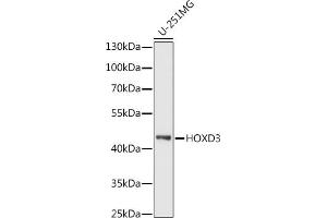 Western blot analysis of extracts of U-251MG cells, using HOXD3 antibody (ABIN7267774) at 1:1000 dilution. (HOXD3 Antikörper  (AA 263-432))