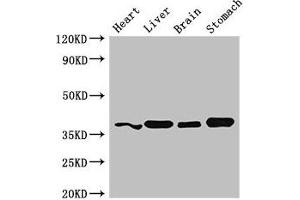 YIPF3 antibody  (AA 2-148)