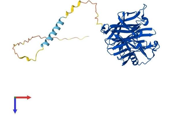 CANT1 Protein (AA 1-401) (His tag)
