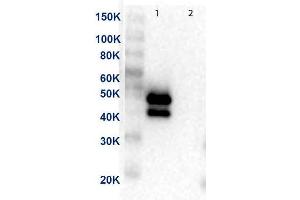 Western Blot of Anti-MEK1 Antibody. (MEK1 Antikörper  (C-Term) (HRP))
