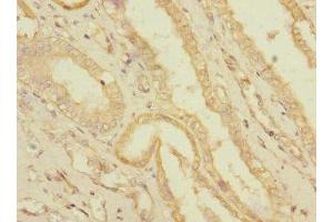 Immunohistochemistry of paraffin-embedded human kidney tissue using ABIN7166584 at dilution of 1:100 (SLC36A3 Antikörper  (AA 1-46))