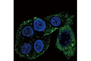 Confocal immunofluorescent analysis of CYP2S1 Antibody (C-term) (ABIN656566 and ABIN2845826) with HepG2 cell followed by Alexa Fluor? (CYP2S1 Antikörper  (C-Term))