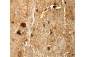 Immunohistochemical staining of mouse brain cells with TMEM192 polyclonal antibody  at 5 ug/mL. (TMEM192 Antikörper  (C-Term))