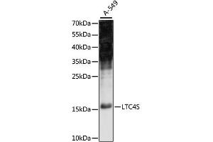 Western blot analysis of extracts of A-549 cells, using LTC4S antibody (ABIN6293059) at 1:1000 dilution.