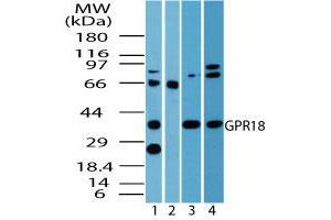 Image no. 2 for anti-G Protein-Coupled Receptor 18 (GPR18) (AA 1-50) antibody (ABIN960190) (GPR18 Antikörper  (AA 1-50))