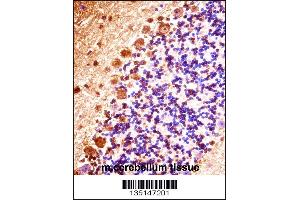 Mouse Stk32b Antibody immunohistochemistry analysis in formalin fixed and paraffin embedded mouse cerebellum tissue followed by peroxidase conjugation of the secondary antibody and DAB staining. (STK32B Antikörper  (C-Term))
