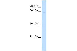 WB Suggested Anti-CSGALNACT1 Antibody Titration:  0. (CSGALNACT1 Antikörper  (N-Term))