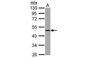 Image no. 2 for anti-THUMP Domain Containing 2 (THUMPD2) (AA 246-491) antibody (ABIN1501385) (THUMPD2 Antikörper  (AA 246-491))