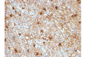 Formalin-fixed, paraffin-embedded human Cerebellum stained with GFAP Mouse Monoclonal Antibody (GA-5). (GFAP Antikörper)