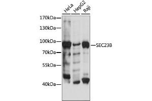 Western blot analysis of extracts of various cell lines, using SEC23B antibody (ABIN6293551) at 1:500 dilution. (Sec23 Homolog B Antikörper)