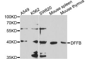 Western blot analysis of extracts of various cell lines, using DFFB antibody (ABIN4903473) at 1:1000 dilution. (DFFB Antikörper)
