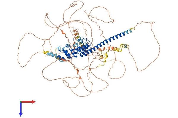 SNCAIP Protein (AA 1-919) (His tag)
