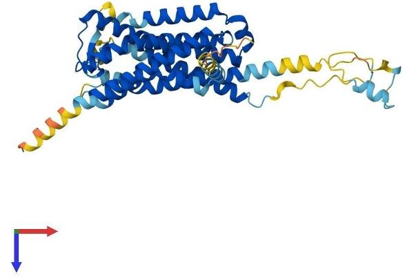 GPR85 Protein (AA 1-370) (His tag)