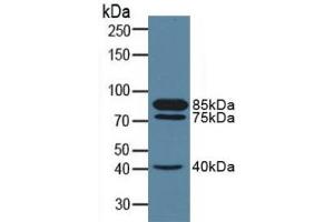 Detection of CD10 in Porcine Kidney Tissue using Polyclonal Antibody to Neprilysin (CD10) (MME Antikörper  (AA 382-538))