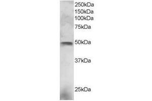Image no. 1 for anti-E74-Like Factor 3 (Ets Domain Transcription Factor, Epithelial-Specific) (ELF3) (C-Term) antibody (ABIN374234) (ELF3 Antikörper  (C-Term))