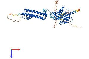KCNJ4 Protein (AA 1-445) (His tag)