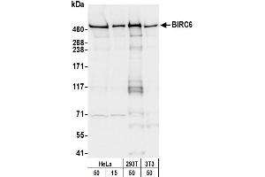 Western Blotting (WB) image for anti-Baculoviral IAP Repeat-Containing 6 (BIRC6) (C-Term) antibody (ABIN7453916) (BIRC6 Antikörper  (C-Term))