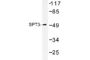 Image no. 1 for anti-Suppressor of Ty 3 Homolog (SUPT3H) antibody (ABIN272144) (SUPT3H/SPT3 Antikörper)