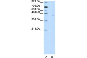 Western Blotting (WB) image for anti-PiggyBac Transposable Element Derived 1 (PGBD1) antibody (ABIN2461950) (PGBD1 Antikörper)