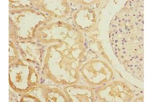 Immunohistochemistry of paraffin-embedded human kidney tissue using ABIN7167152 at dilution of 1:100 (RASA4 Antikörper  (AA 60-290))