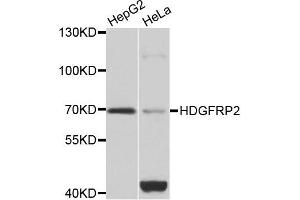 Western blot analysis of extracts of HepG2 and HeLa cell lines, using HDGFRP2 antibody. (HDGFRP2 Antikörper)