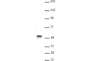 ACTL6B antibody (pAb) tested by Western blot. (Actin-Like 6B Antikörper  (N-Term))