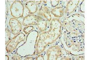 Immunohistochemistry of paraffin-embedded human kidney tissue using ABIN7144071 at dilution of 1:100 (APC1 Antikörper  (AA 1-185))