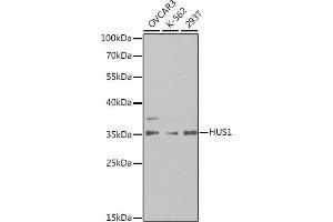Western blot analysis of extracts of various cell lines, using HUS1 antibody (ABIN6131777, ABIN6142085, ABIN6142087 and ABIN6221056) at 1:1000 dilution. (HUS1 Antikörper  (AA 1-280))