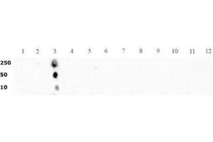 Histone H3 dimethyl Lys4 pAb tested by dot blot analysis.