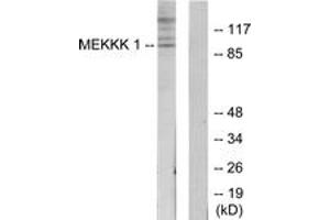Western blot analysis of extracts from HepG2 cells, using MEKKK 1 Antibody. (MAP4K1 Antikörper  (AA 371-420))